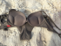 Bikini grigio push up
